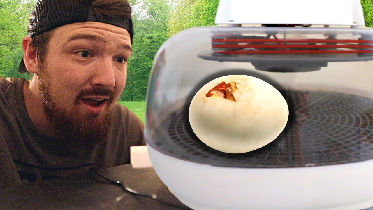 Hatching Out RARE Chicken Eggs... then this happened