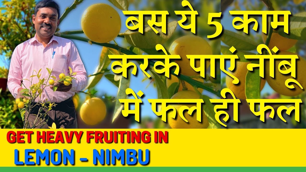 बस ये 5 काम करके पाएं नींबू के पौधे में फल ही फल रामविलास जी की तरह | GET HEAVY FRUITING IN LEMON