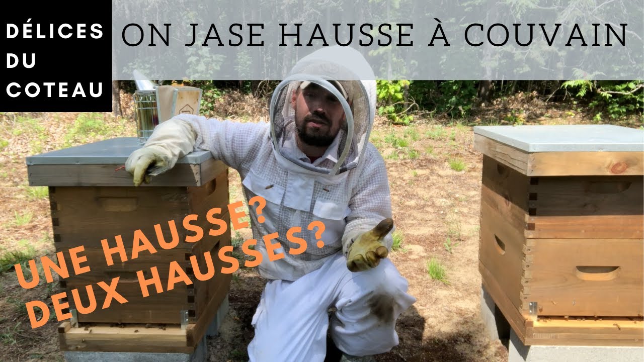 Gestion de la ruche: Une hausse à couvain? Deux hausses à couvain?