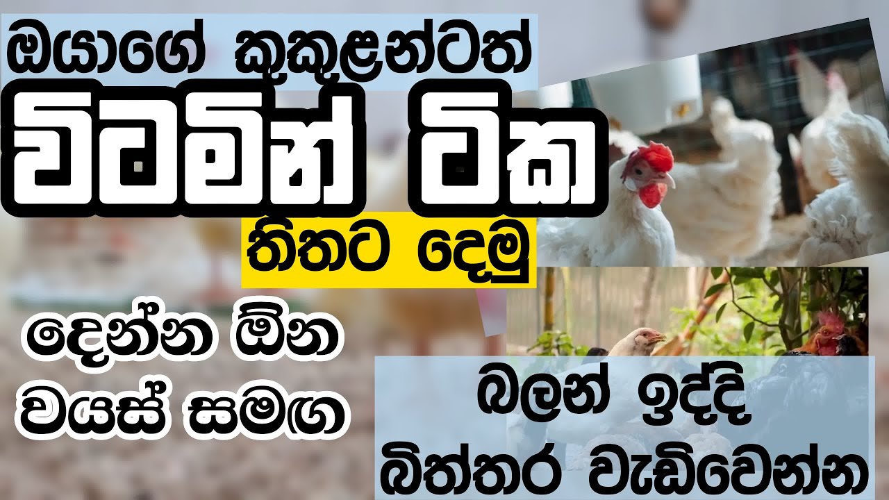 Let's give your chickens vitamins at home|vitamin|sinhala|KITHMI  FARM HOUSE #srilanka