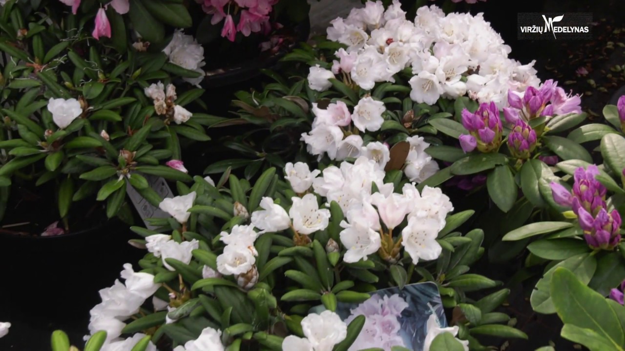Kodėl po žiemos nyksta rododendrai — Viržių medelynas
