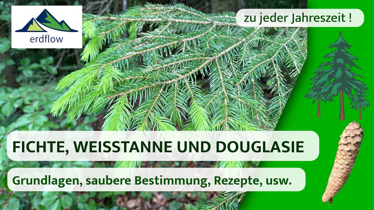 🌲 FICHTE, WEISSTANNE UND DOUGLASIE– Bestimmen und kulinarisch nutzen