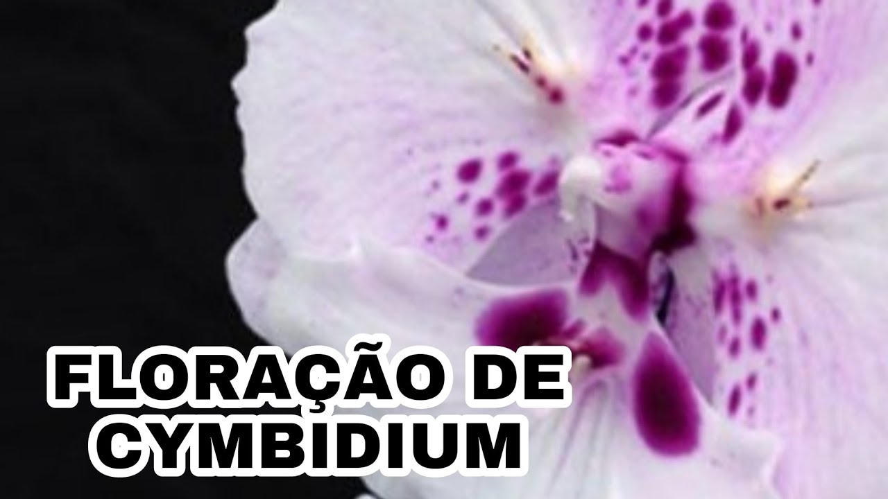CYMBIDIUM COM HASTES FLORAIS E REPLANTE