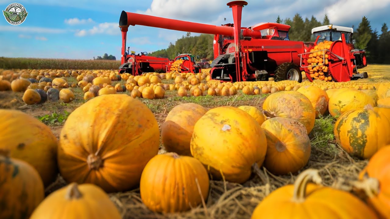 1.2 Billion Pounds Of Pumpkins Are Harvested By American Farmers This Way | Agriculture Technology