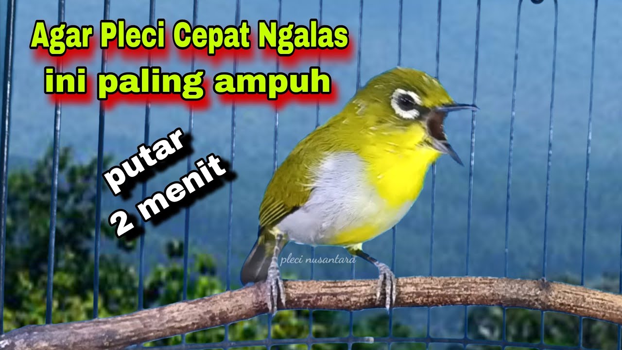 Suara Burung Pleci Gacor Ngalas Nembak,Bikin Lawan Emosi || Pleci Bustomi Gacor