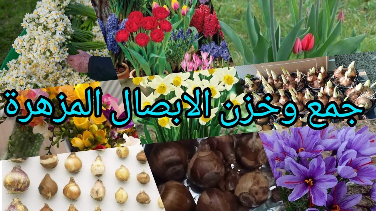 جمع وخزن وحفظ ابصال النرجس والهايسنت والتوليب والزعفران و الفريزا .. تجمع بداية الصيف وتزرع بالخريف