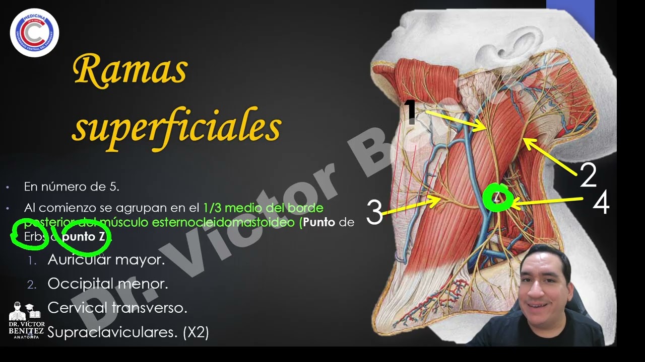 Nervios del cuello 1 - Plexo Cervical