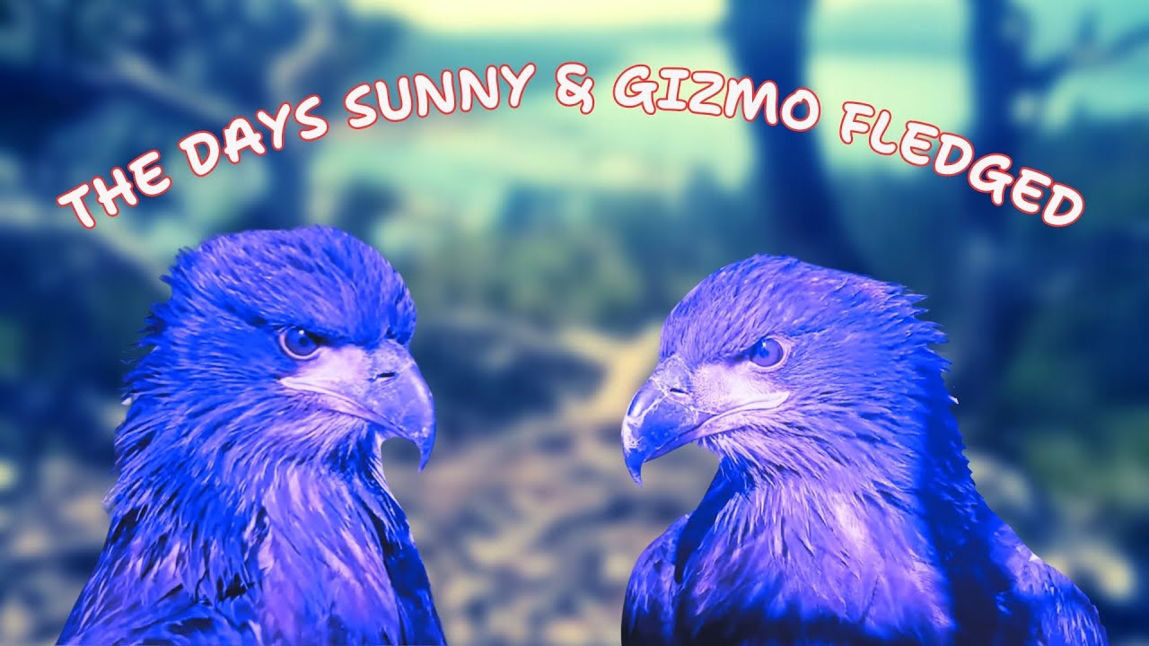 A Tribute to Sunny and Gizmo’s First Flights | A Moment That Touched the World