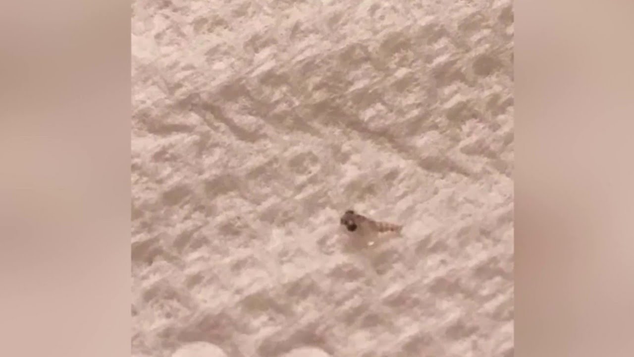 Major rise in sea lice at Virginia Beach