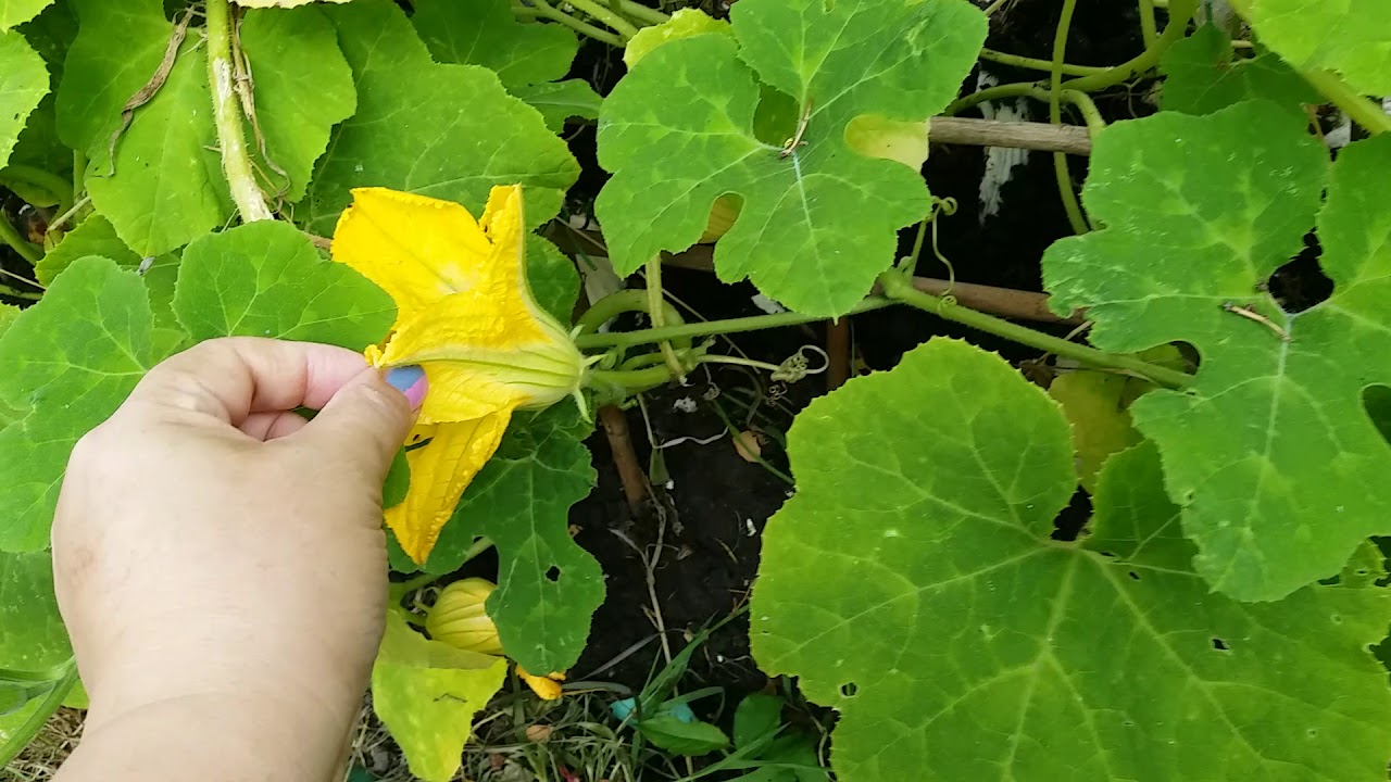 種菜* 更新. 魚翅瓜最新生長情況🍈