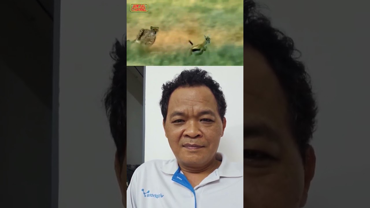 Cuộc đua giữa Hươu Sao v&agrave; B&aacute;o Đốm c&aacute;i kết đắng l&ograve;ng. #animals #thuvienhoangda