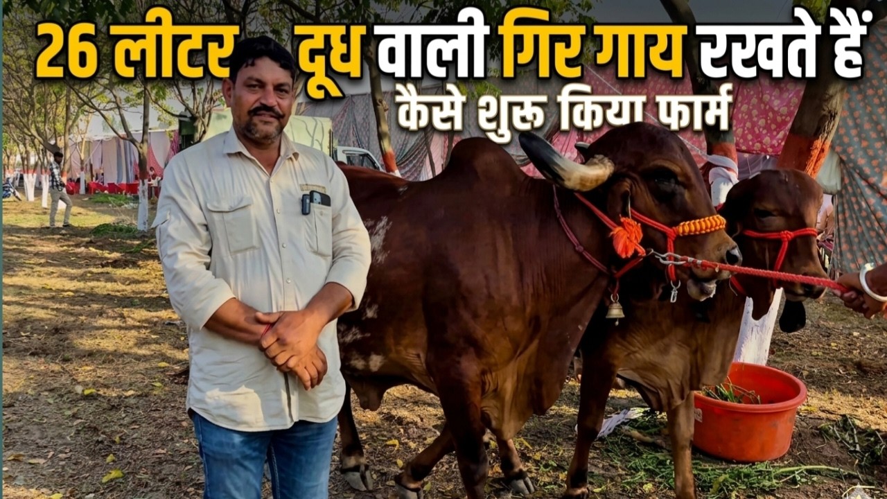 ​Gir Cow Farming: 26 लीटर दूध वाली गिर गाय, कैसे शुरू किया डेरी फार्म?
