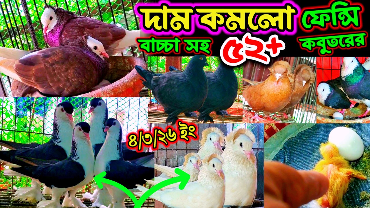 দাম কমলো বুম্বাই লাহরি সহ ৪৮ জোড়া ফেন্সি কবুতরের | খুবিই কমদামে কিনুন ১০০% ডিম বাচ্চা সহ কবুতর |
