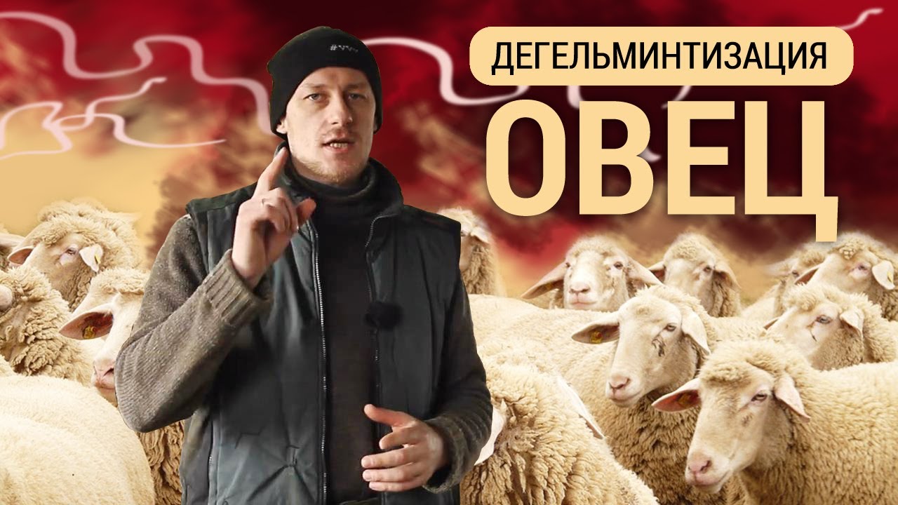 Дегельминтизация овец