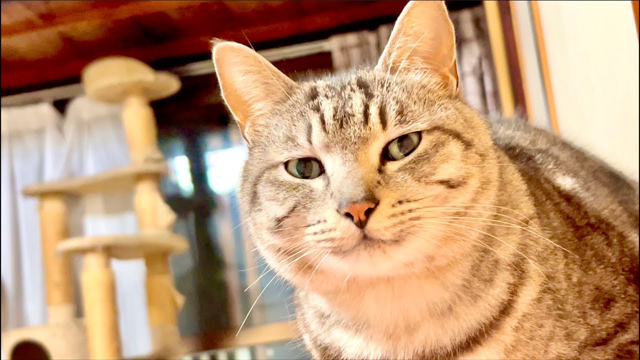 99%が5分で眠くなる😴 猫のゴロゴロCAT×Water Wood ASMR