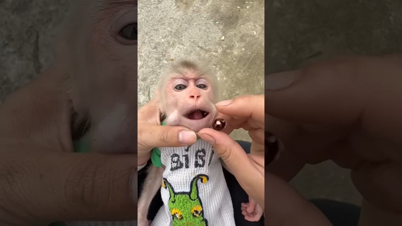 monkey | mono bonbon esp #monkey #funny #babymonkey #monkeybili #cute