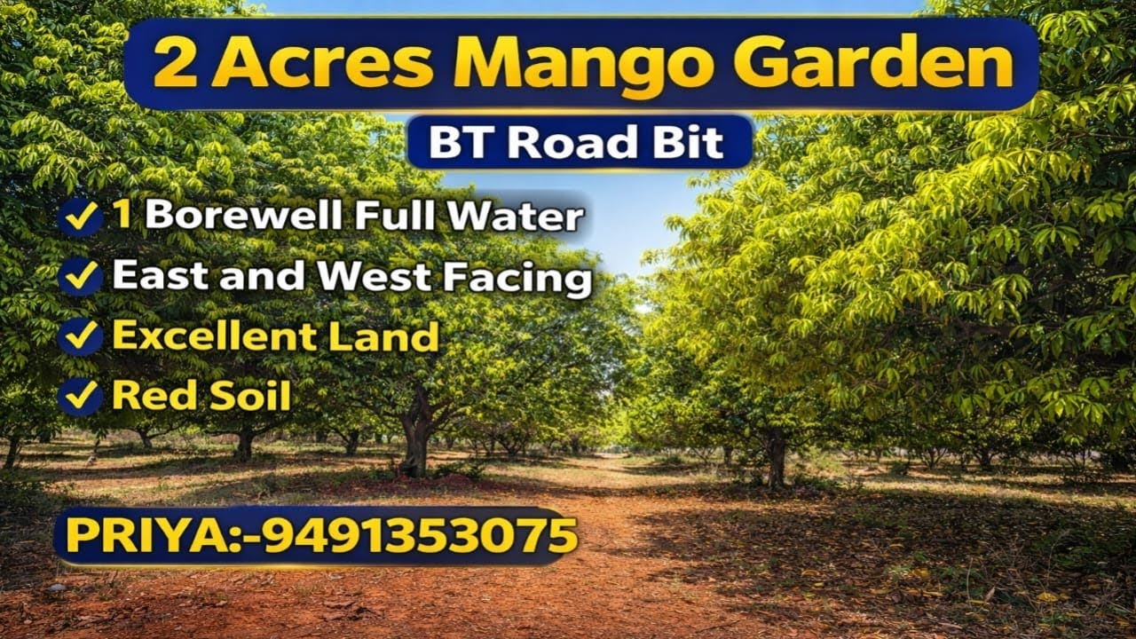 Priya:9491353075||Mango Garden sale||2 Acres||32 lakh per Acre #agriculture #farming #youtube #land