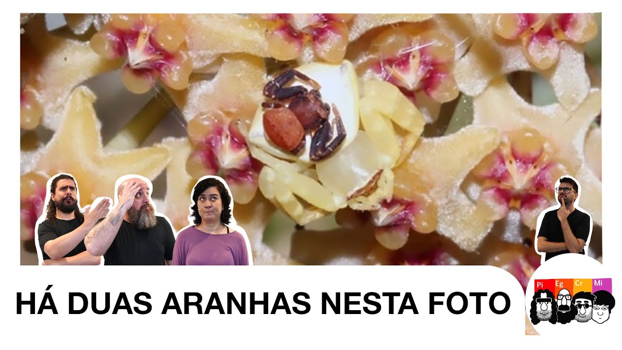 Como é o NOVO MIMETISMO observado EM ARANHAS?
