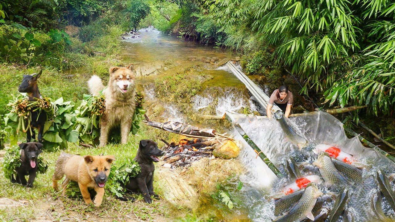 The girl along with horse, dog and goat built fish trap and caught many big fish in a small stream.