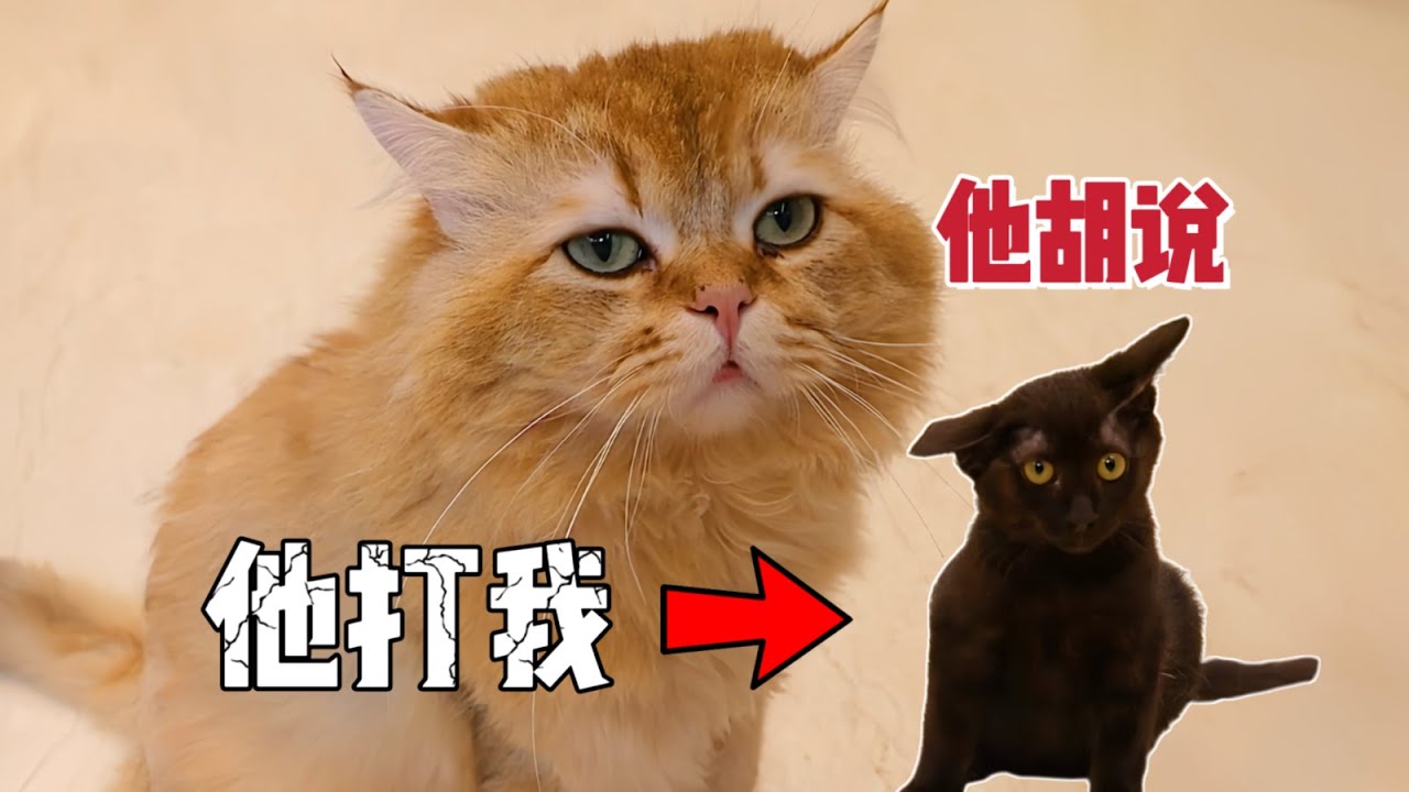 同時養18只貓是種什麼體驗？一天到晚忙著勸架｜李喜猫