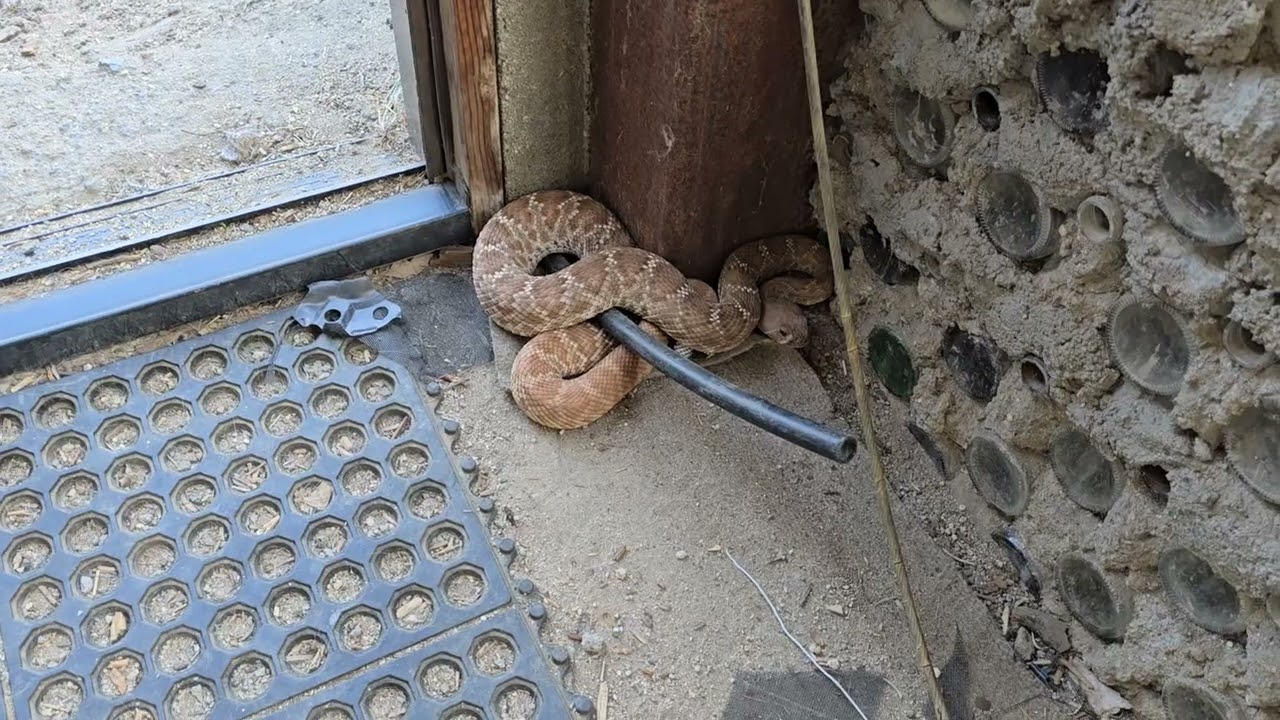 Red diamond rattlesnake came in the house thru doggie door