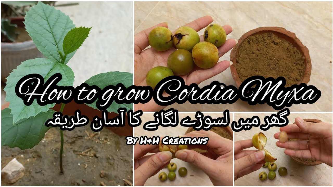 How to grow Cordia Myxa (Lasoora) at Home | Quick and Easy way to Grow Lasoora