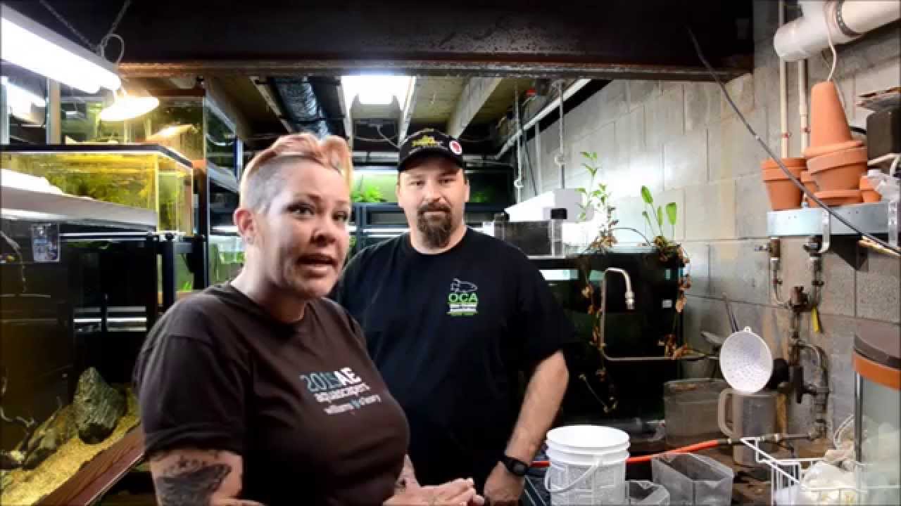Bagging Corydoras with Matt Schauer-Tuesday Tip