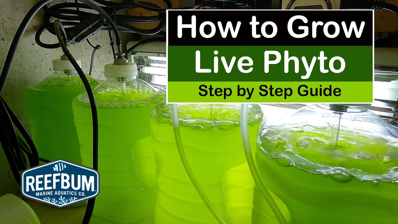 How To Grow Live Phyto - Step by Step Guide