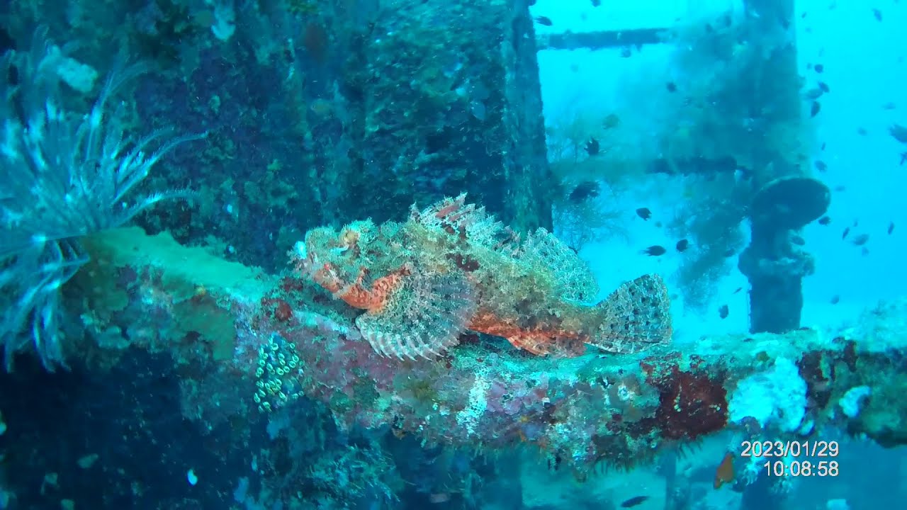 Ghost pipefish and Scorpionfish at Camia wreck, Boracay