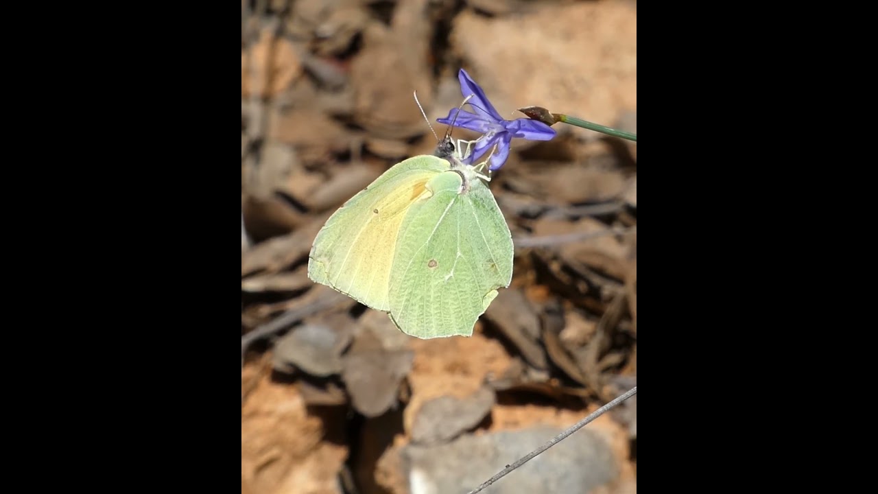 Papillon citron