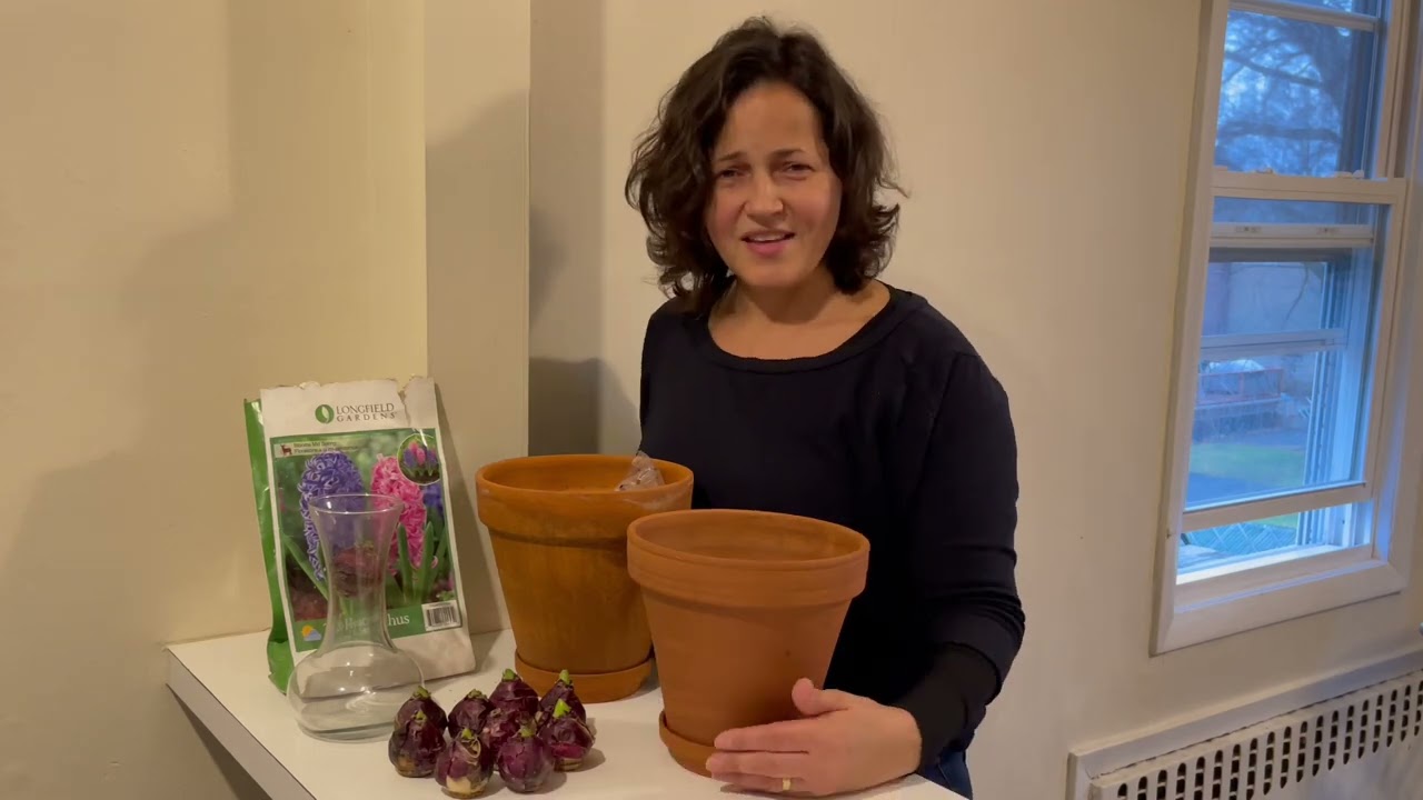 Plantando Bulbos De Jacintos/ Como Cultivar Em Regiao Quente 🪻
