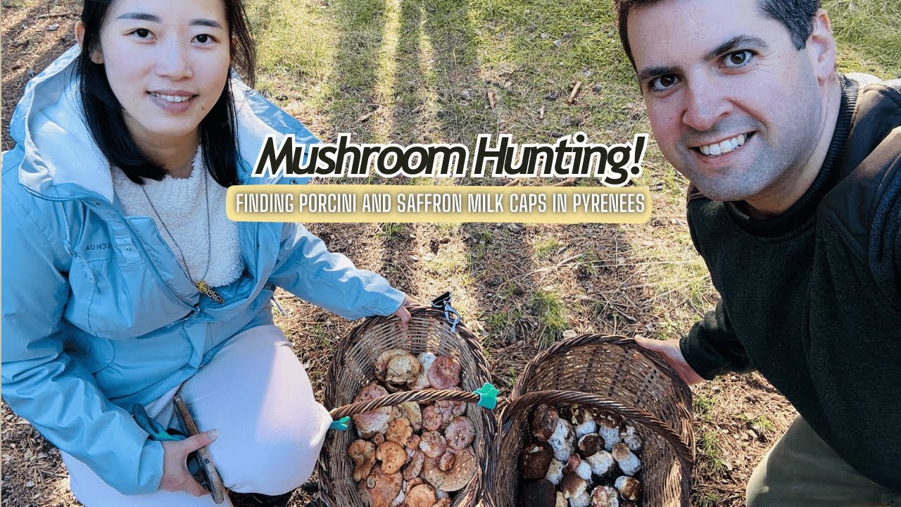 Discovering Porcini and Saffron Milk Cap Mushrooms in the Pyrenees!