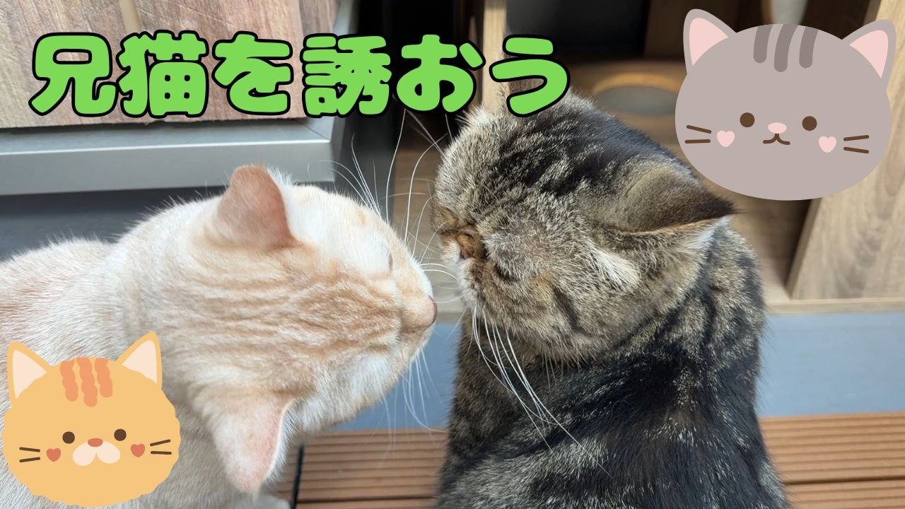 ♯282 兄猫を誘おう！ぼっこ部屋の完成形？！