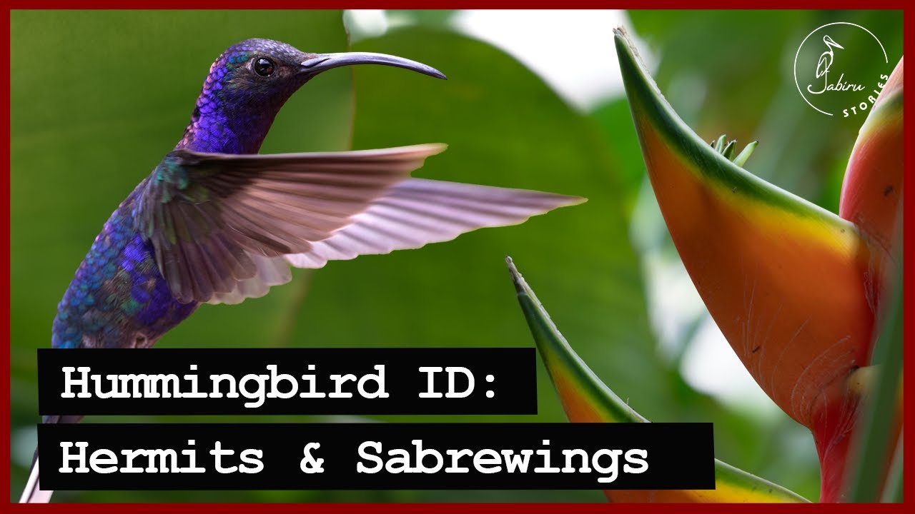 Identifying Costa Rican HUMMINGBIRDS | Part I: Hermits & Sabrewings