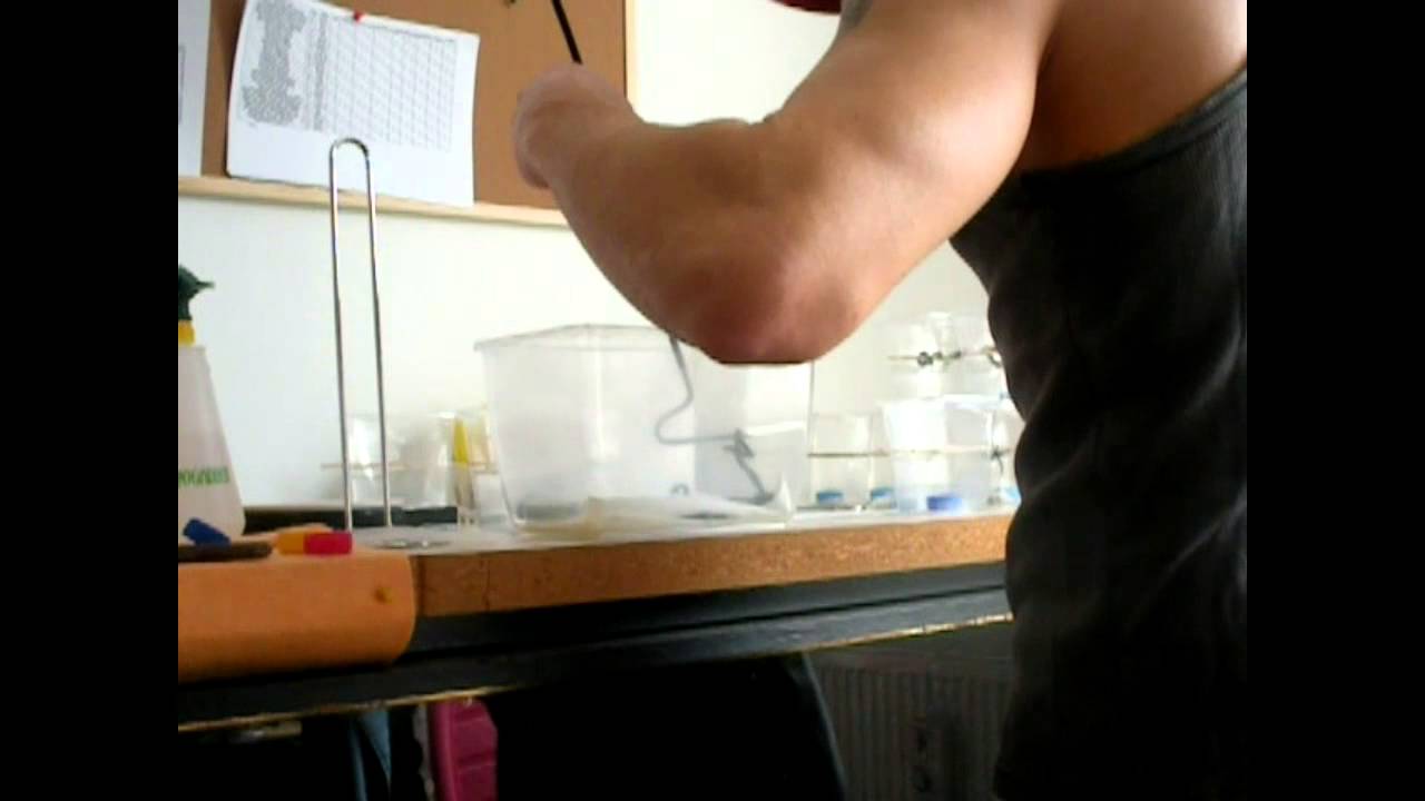 Separating the Trimeresurus venustus babies 2013