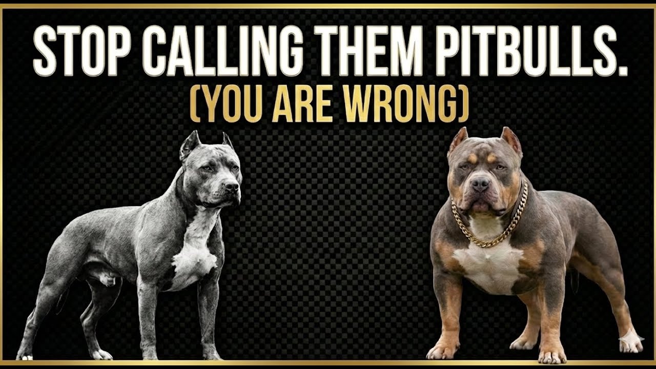 STOP Calling Them Pitbulls. (You Are Wrong)