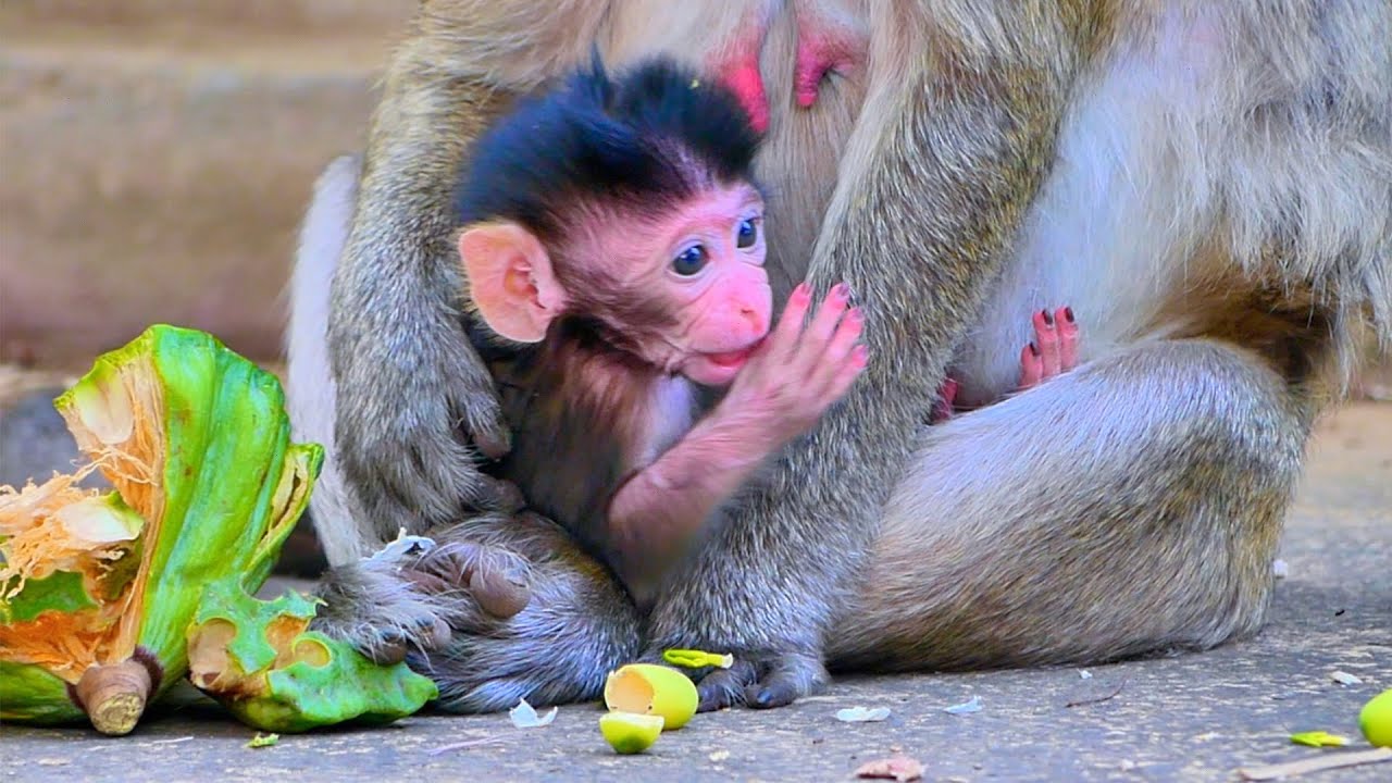 Monkey Baby Newborn -  Newborn baby want Eat # AH10