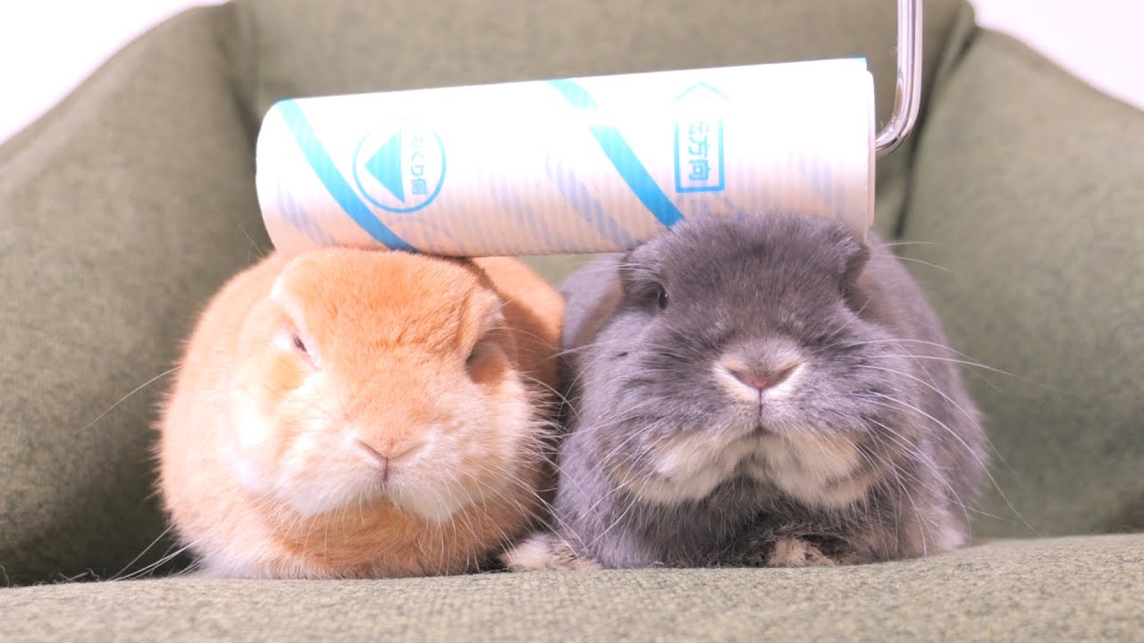 粘着コロコロでウサギ達の頭をお掃除したらこうなりました【No.1325】