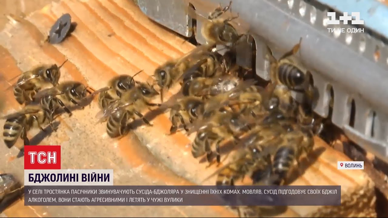 П'яні бджоли на Волині: для чого пасічник дає комахам спирт