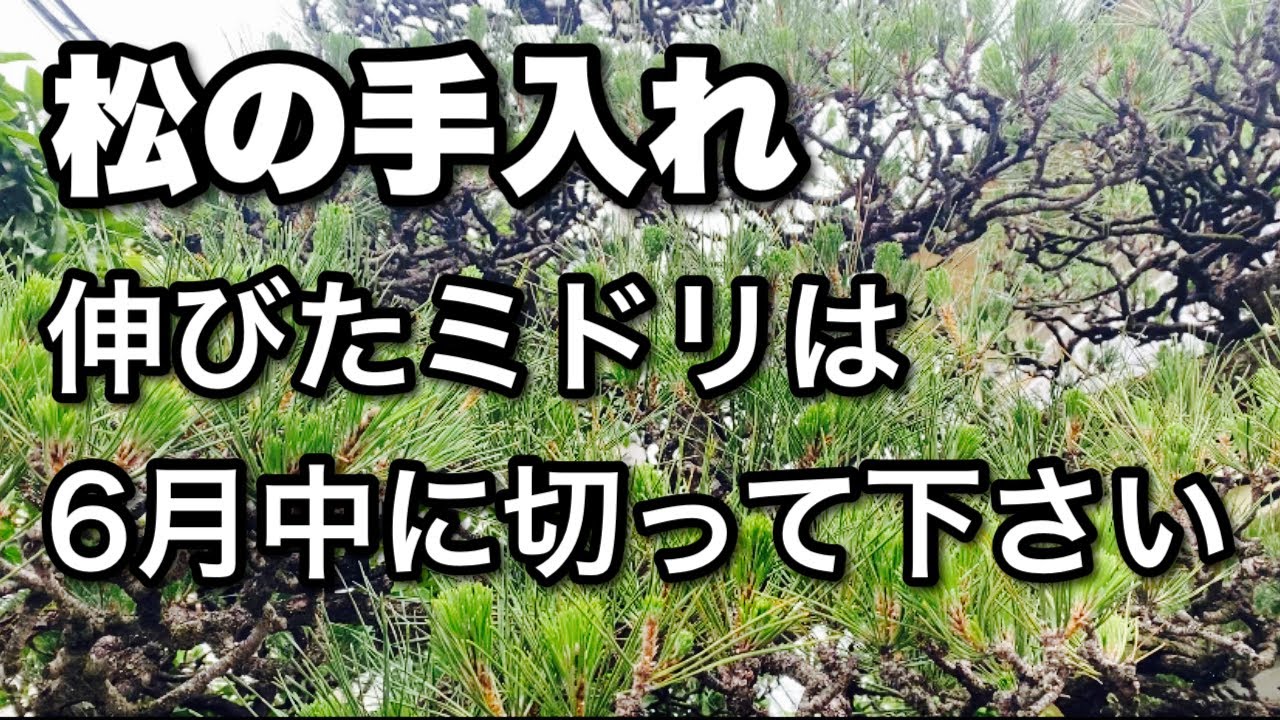 【5.6月の松の手入れ】松をスッキリさせる技！（松剪定）