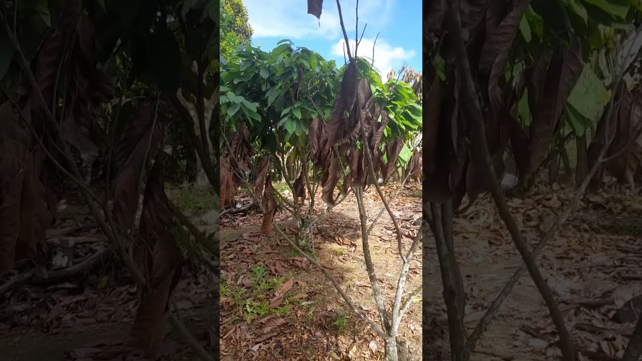Doença secadeira no pé de cacau. causas e tratamentos.