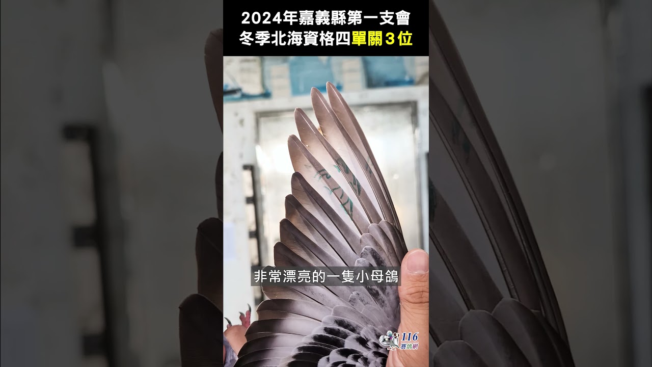 【入賞鴿】2024嘉義第一-冬季北海資格四單關3位