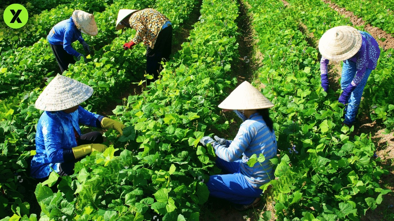 DISCOVER the Secret of MINT PRODUCTION! 🌿