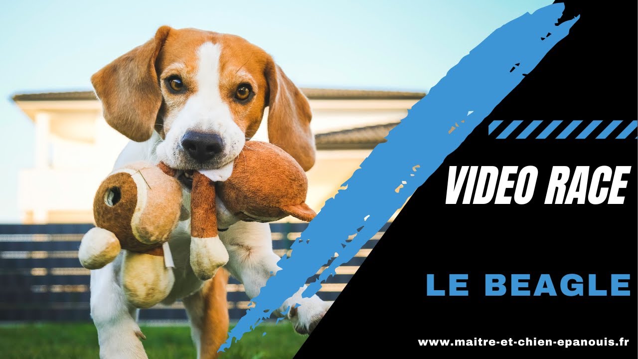 Le point complet sur le Beagle : origines, physique, caractère, éducation et santé.