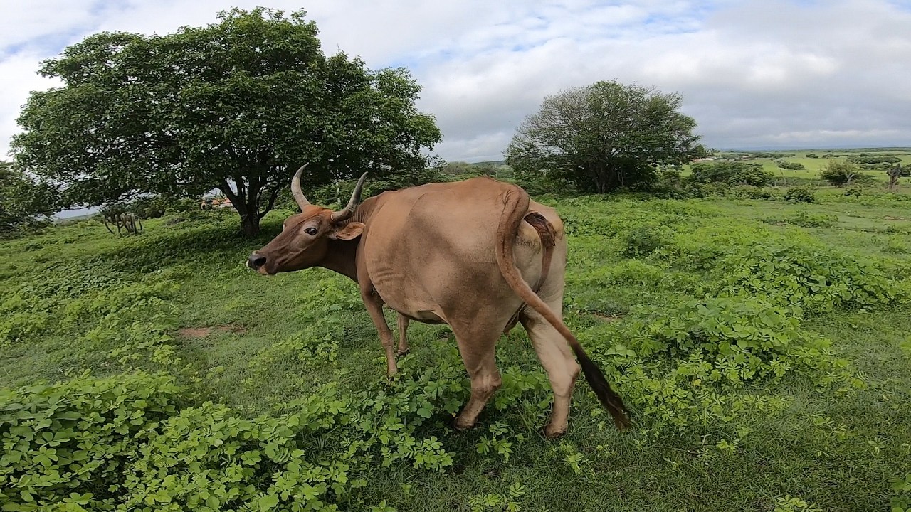 Vaca valente #fazenda #gado #vaca #paisagemnatural #guerra #final