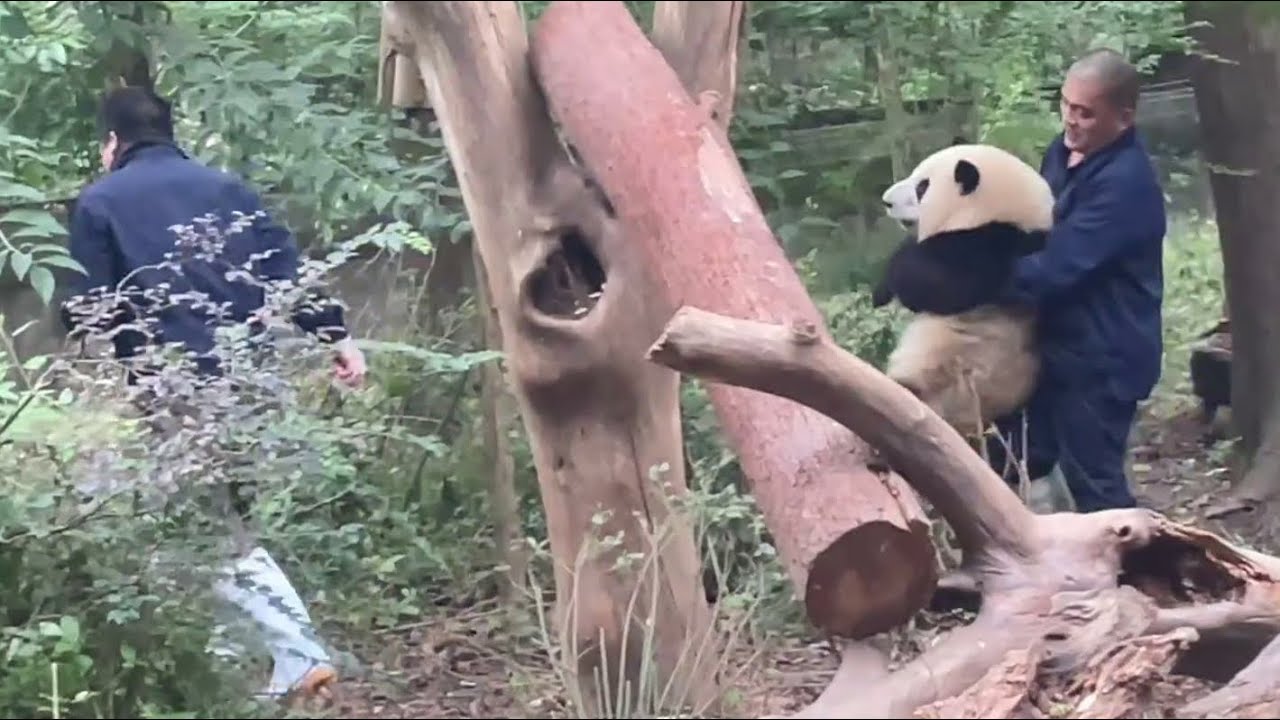11.13 花花公主今天不肯回家，要爷爷抱回家😍Princess HeHua refused to go home today and wanted Grandpa to carry her home