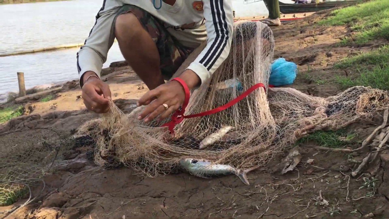Cast Net fishing | Caught a lot of fish by cast net | Net fishing in village (part-17)