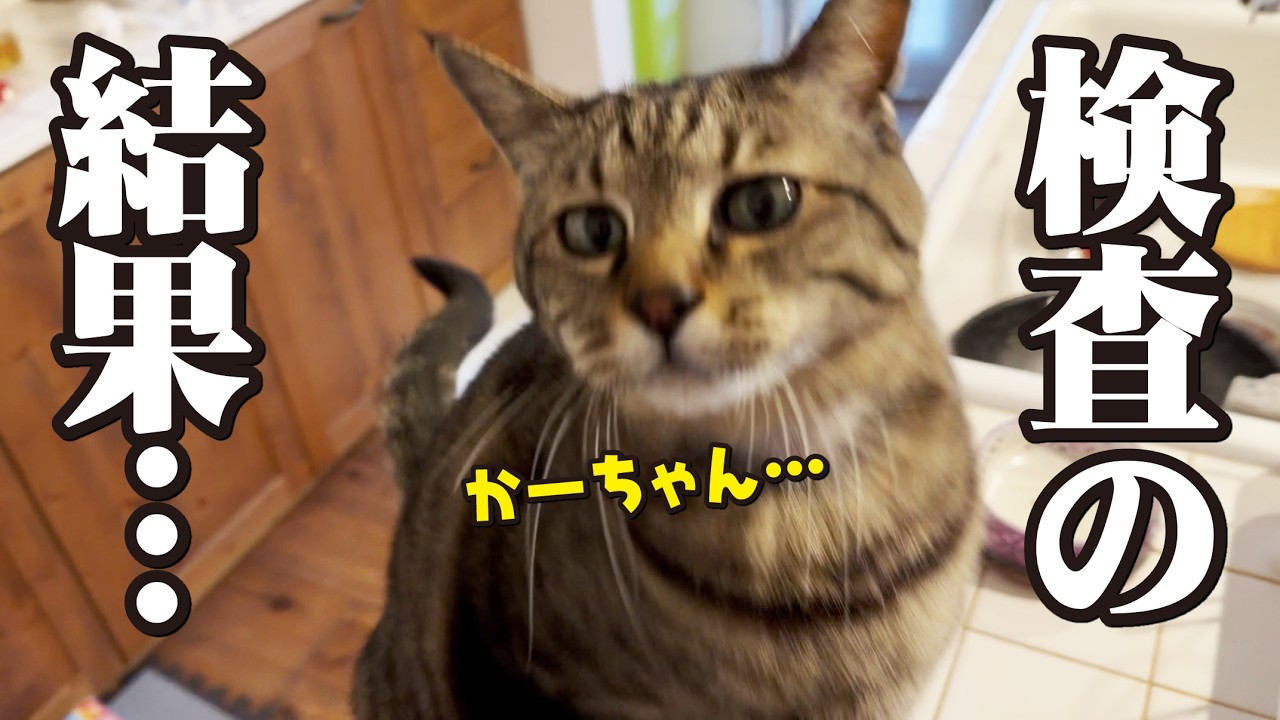 妻の血液検査の結果が出ました
