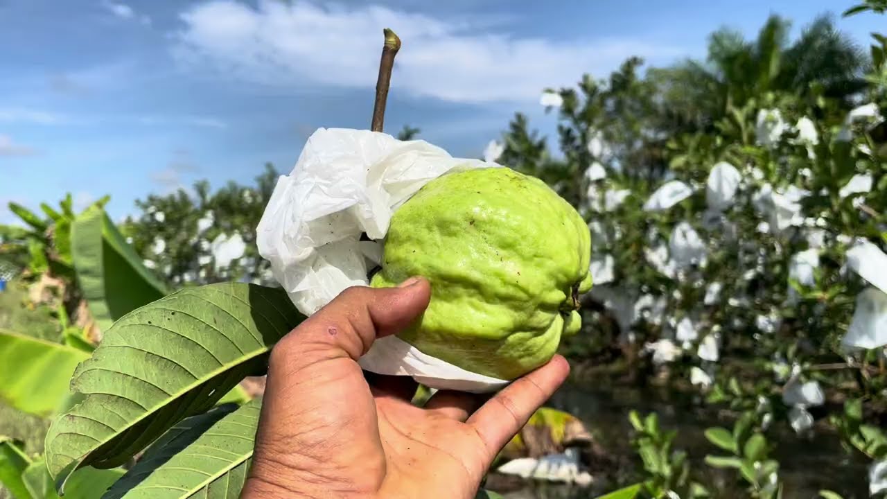 150 - 200 bungkus  per pohon ‼️ Ukuran Buah Tetap baik dan BESAR