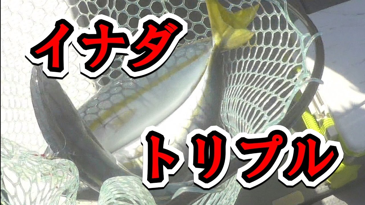 これが三つ巴の青物乱舞だッ！！